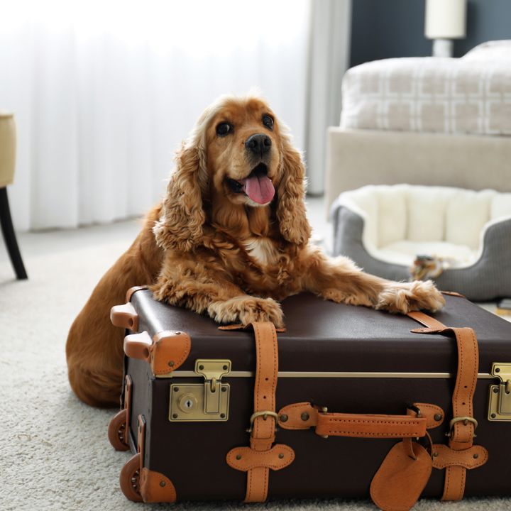 A dog lays on top of a suitcase in a hotel room.