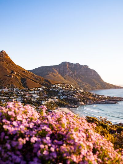 A view of the mountains and skyline of Cape Town, South Africa, with pretty flowers in the foreground.