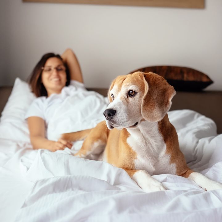 A woman and her dog in a hotel bed with the dog looking out the window.