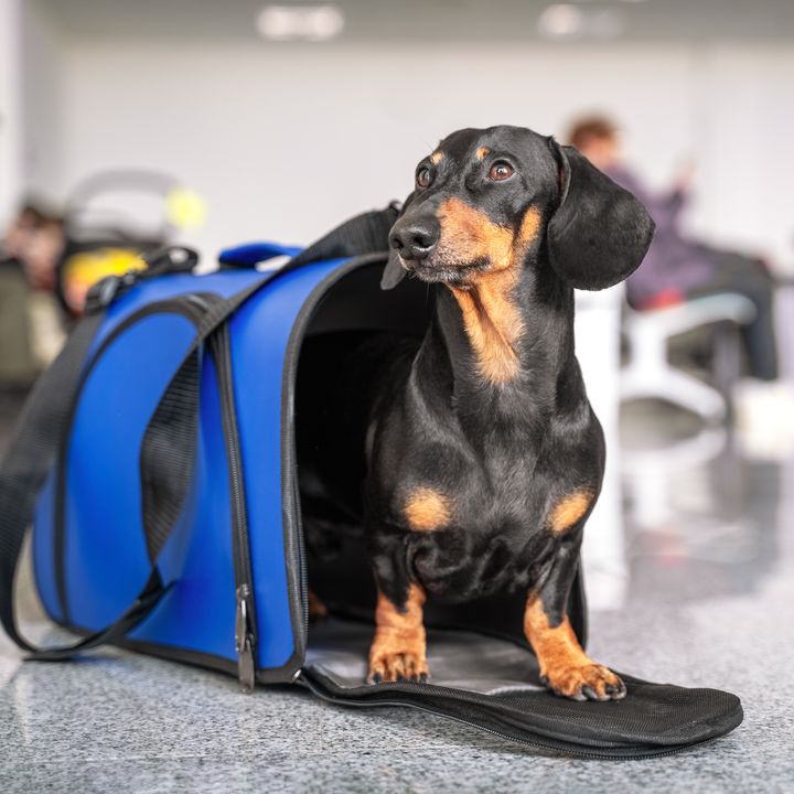 Black dachshund dog sits in blue pet carrier in an airport.