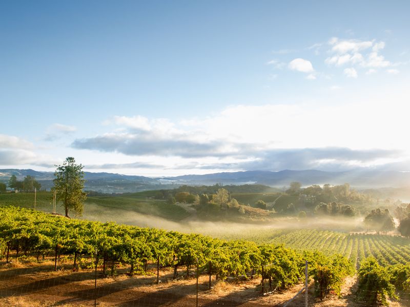 Rows of trees and grapevines in Napa Valley, California.