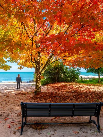 A beautiful fall day with colorful trees peppering the shoreline of a nearby beach.