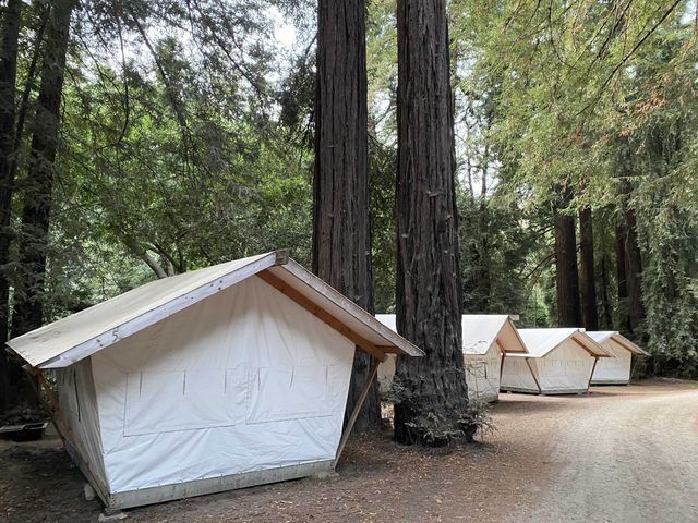 Small tents next to tall trees in Big Sur.