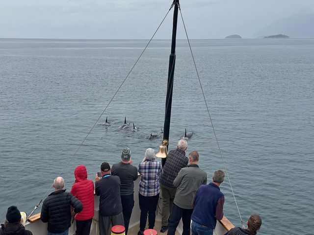 Fins emerge from the water as people stand at the bow of a boat to photograph them. 