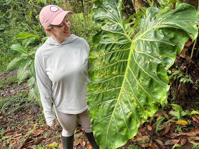 A Caucasian adult woman admires a giant green leaf in a rainforest