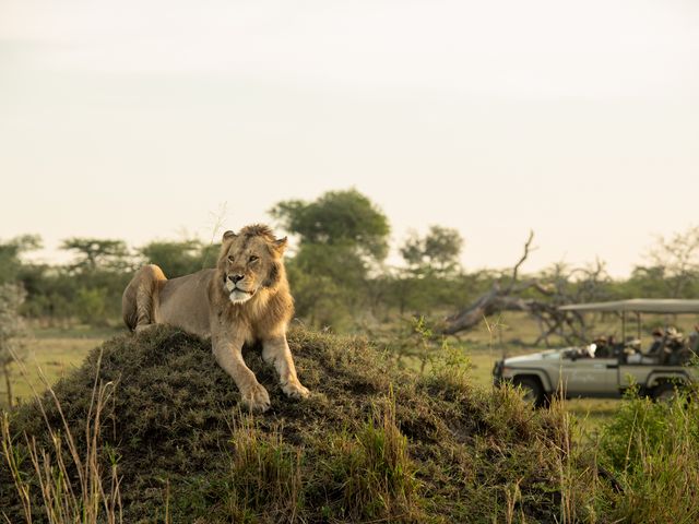 A lion perches on a rock surrounded by grass and low trees in Serengeti National Park.