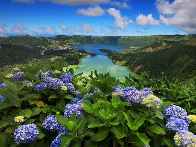 A view over the Sete Cicades on Sao Miguel Island in the Azores framed by hydrangea bushes in the foreground.
