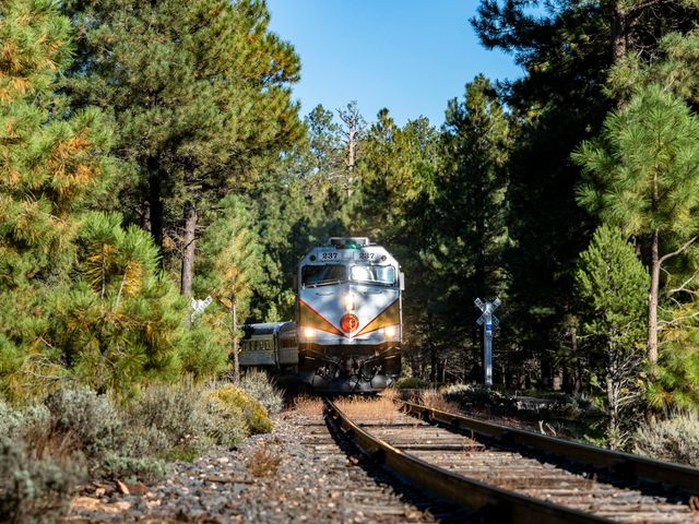 A train is seen at eye level with the tracks with pine trees on both sides.