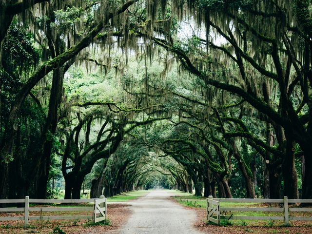 A statue of an angel surrounded by Spanish moss trees at the Bonaventure Cemetery in Savannah.