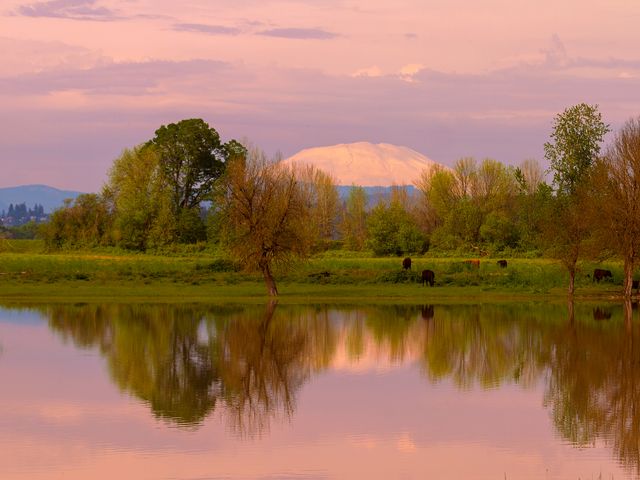 Mount Saint Helens reflection with cattle cows grazing by the water in Sauvie Island during sunset.