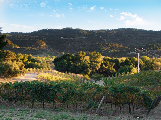 A vineyard in Ojai at sunset golden hour.