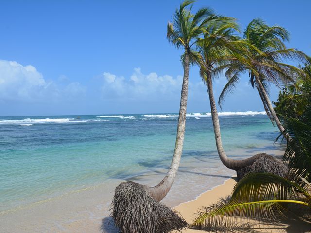 A remote beach on the panamanian island of Isla Carenero with bright blue water, white sand, and two palm trees with roots growing out of the ground. 