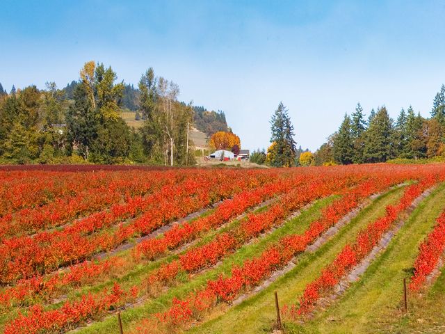 A vineyard with rows of small trees with orange leaves on a hillside next to trees starting to turn colors for fall.
