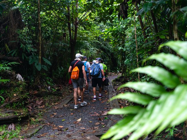 A group of hikers on a lush jungle train on the island of Dominica.