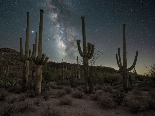 A starry night sky with views of the Milky Way in a desert with Saguaro cacti