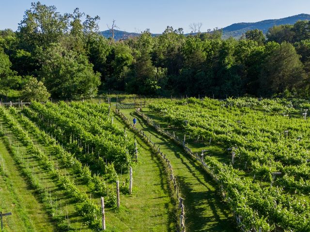 Lush green fields of a vineyard framed by thick trees.