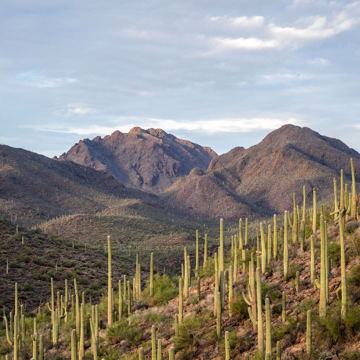 An Arizona mountainside covered with Saguaro cacti.