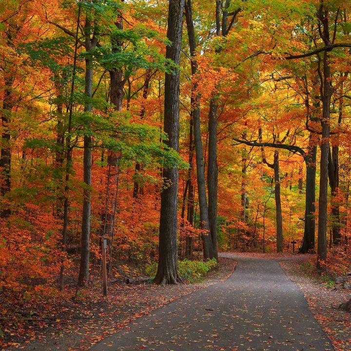 A small paved road is completely shielded by a forest of trees all around with leaves turning red, yellow, and orange.
