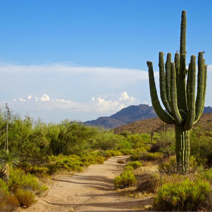 A trail on the scenic Black Hill Trail in Scottsdale's McDowell Sonoran Preserve. 