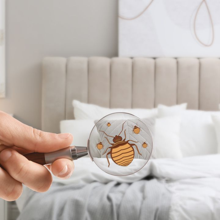A hand holds up a magnifying glass with a picture of a bedbug on it over a bed.