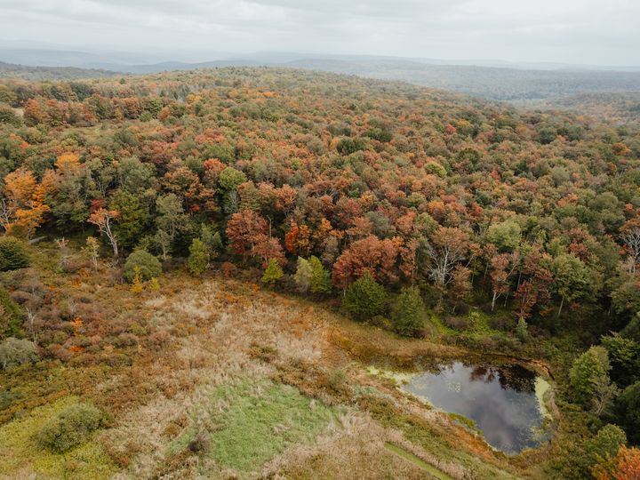 An aerial view over a canopy of trees all starting to change color in the fall next to a small pond and grassy area.