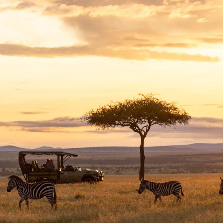 Three zebras walk through grass with a game drive car in the background under a Banyan tree.