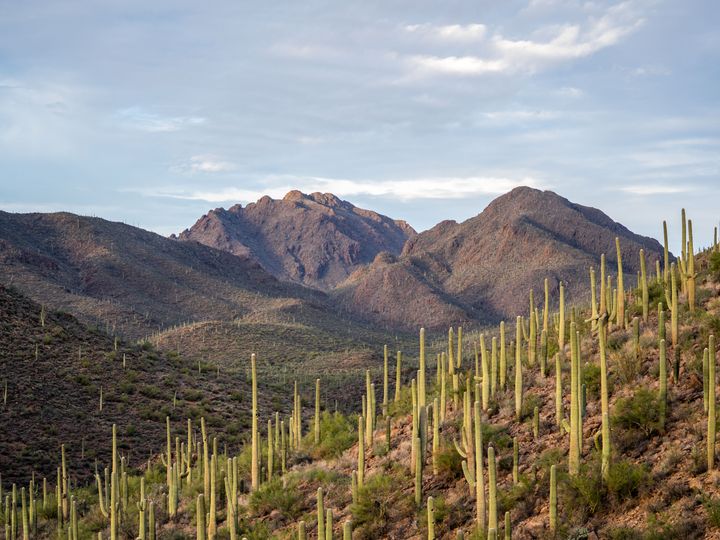 An Arizona mountainside covered with Saguaro cacti.