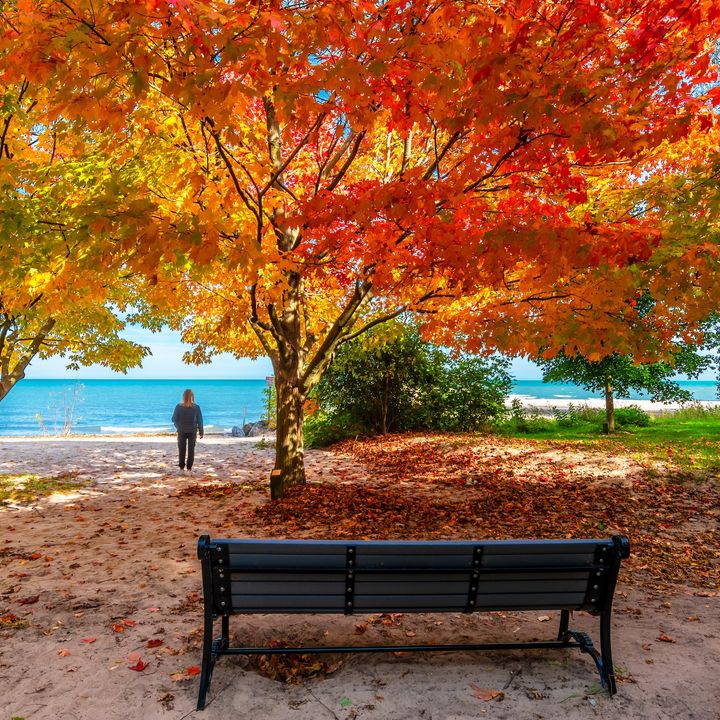 A beautiful fall day with colorful trees peppering the shoreline of a nearby beach.