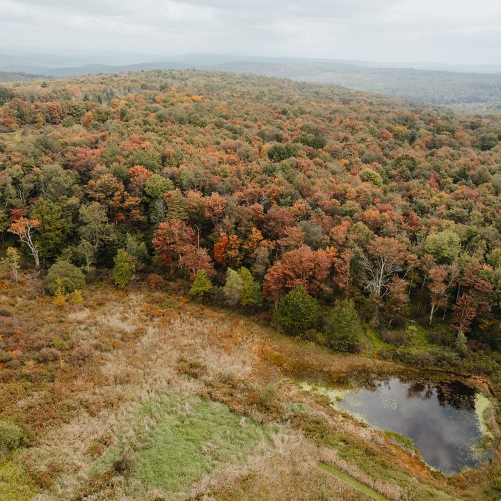 An aerial view over a canopy of trees all starting to change color in the fall next to a small pond and grassy area.