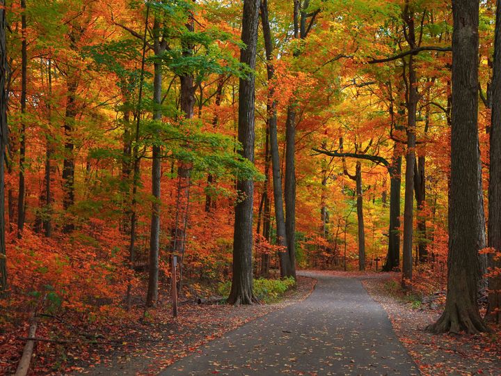 A small paved road is completely shielded by a forest of trees all around with leaves turning red, yellow, and orange.