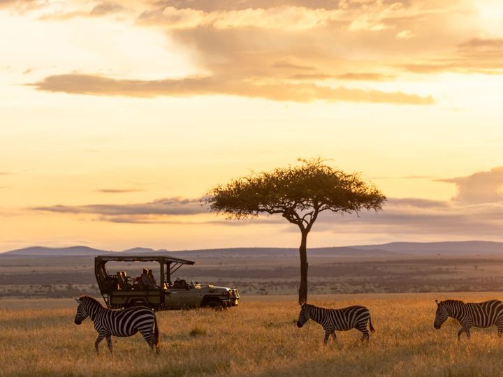 Three zebras walk through grass with a game drive car in the background under a Banyan tree.